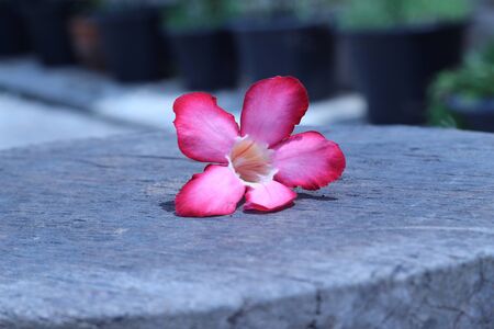 Vibrant Flowers Dropped On The Gray Backgroundの写真素材