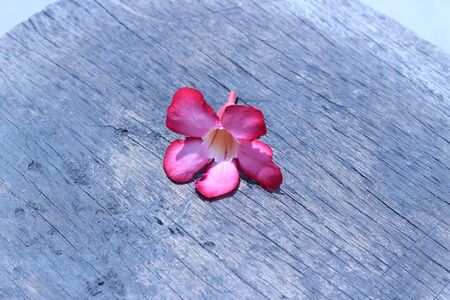 Vibrant Flowers Dropped On The Gray Backgroundの写真素材