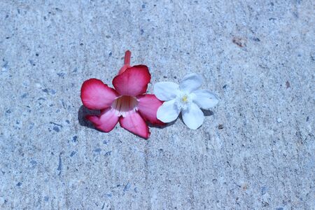 Bright flowers drop on the ground outdoorsの写真素材