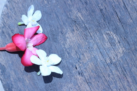 Bright flowers drop on the ground outdoorsの写真素材