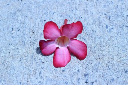 Vibrant flowers dropped on the gray backgroundの写真素材