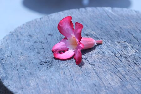 Vibrant Flowers Dropped On The Gray Backgroundの写真素材