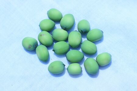Lotus seeds green on a white background.の写真素材