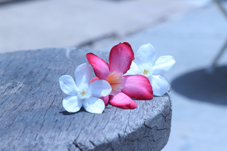 Bright flowers drop on the ground outdoorsの写真素材
