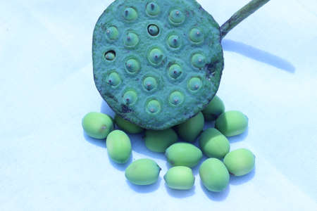 Lotus seeds green on a white background.の写真素材