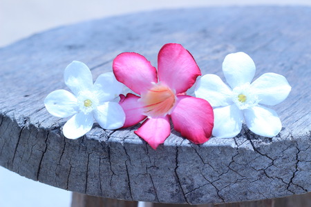 Bright flowers drop on the ground outdoorsの写真素材