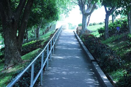 Concrete walkway in the park with trees on the sideの写真素材