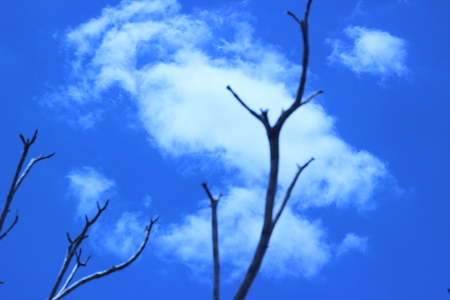 Leafless tree branches and sky in the backgroundの写真素材