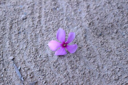 Purple flowers drop on the sand beautifulの写真素材