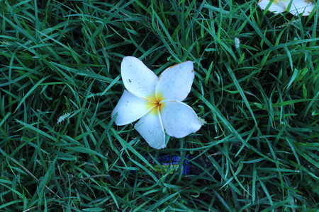 white and yellow Plumeria spp. (frangipani flowers, Frangipani, Pagoda tree or Temple tree) on natural light backgroundの写真素材