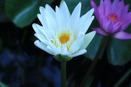 Beautiful lotus in the pond behind the houseの写真素材