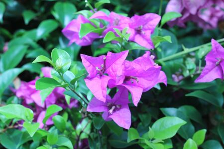 Beautiful magenta bougainvillea flowers (Bougainvillea glabra Choisy), soft focusの写真素材