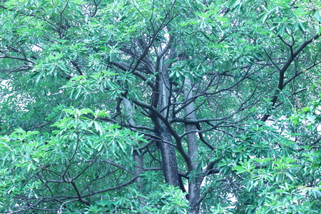 Under the big tree branches are strong and beautifulの写真素材
