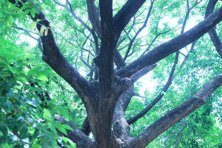Under the big tree branches are strong and beautifulの写真素材