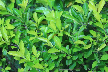 Small green tree adjacent densely beautiful background.の写真素材