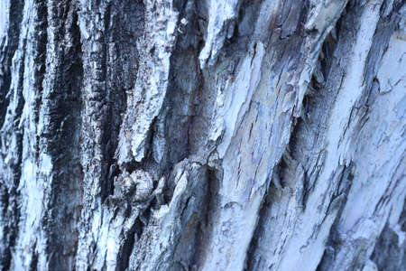 Old wood texture of tree bark. Vector illustrationの写真素材