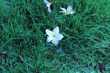 white and yellow Plumeria spp. (frangipani flowers, Frangipani, Pagoda tree or Temple tree) on natural light backgroundの写真素材