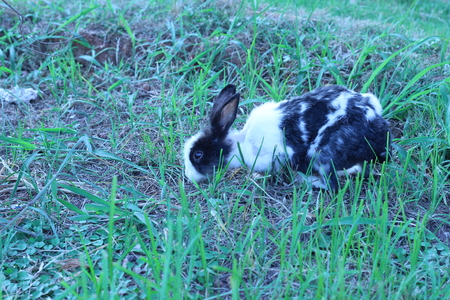 Black and white rabbit playing in the grass behind the houseの写真素材