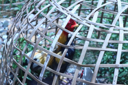 Chicken statue was kept in a locked bamboo brownの写真素材