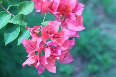 beautiful pink magenta bougainvillea flowers and blue sky in summer outdoorの写真素材