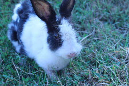 Black and white rabbit playing in the grass behind the houseの写真素材
