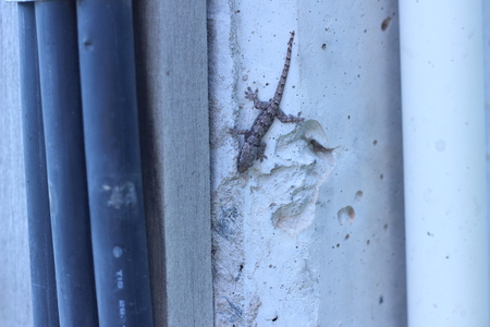 Lizard Island selectmen cement wall as a backgroundの写真素材