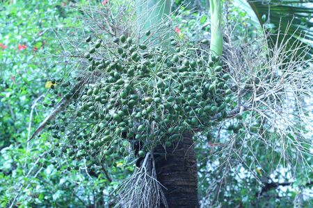 Palm trees with green seeds are beautifulの写真素材