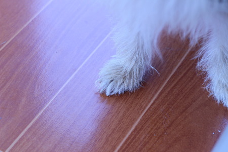 Gluten small brown dog standing on the floorの写真素材