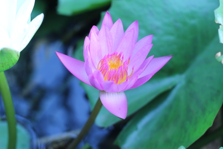 Beautiful lotus in the pond behind the houseの写真素材