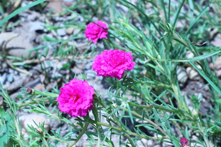 Flowers, common purslane flowers that bloom in the morningの写真素材