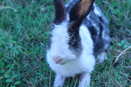 Black and white rabbit playing in the grass behind the houseの写真素材