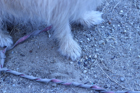 Gluten small brown dog standing on the floorの写真素材