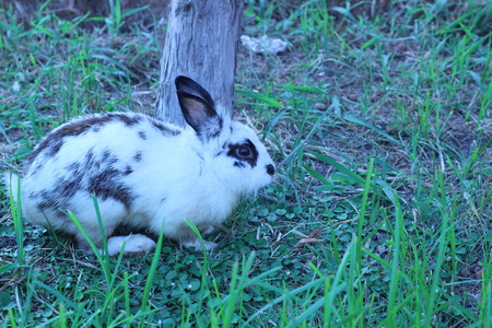 Black and white rabbit playing in the grass behind the houseの写真素材
