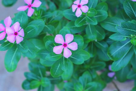 Purple flowers blooming beautifully in the outdoor gardenの写真素材