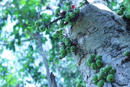 The green lace up the trunk bushyの写真素材