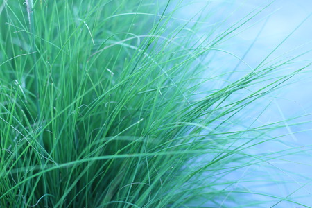 Grass green pointed leaves in an outdoor gardenの写真素材