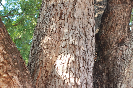 The big tamarind tree in the forestの写真素材