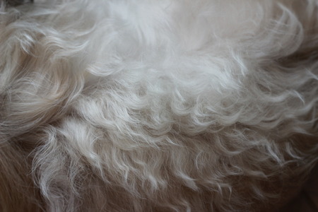 Gray dog feathers are the backgroundの写真素材