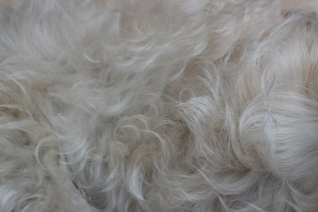 Gray dog feathers are the backgroundの写真素材