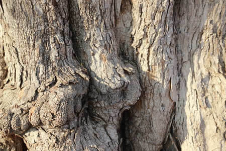 The big tamarind tree in the forestの写真素材
