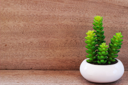A small ornamental plant in a white pot is placed on a brown tableの写真素材