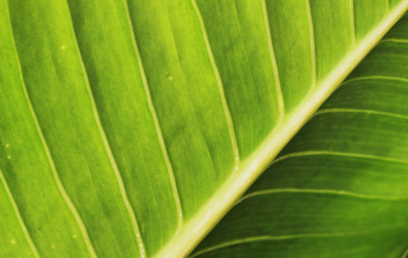 Green leaves have beautiful stripes as the backgroundの写真素材