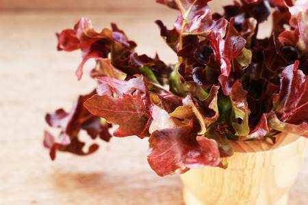 Fresh green lettuce and purple on a brown wooden tableの写真素材