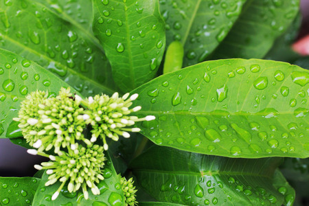 Spike flower white on the tree to bloomingの写真素材