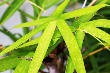 Rainfall on green bamboo leaves is the backgroundの写真素材