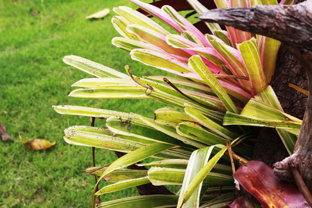 Aechmea fasciata, planted on dead timber and a green backgroundの写真素材