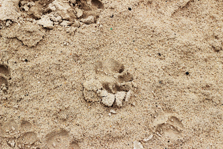 Dog footprints on a brown sandy beach outdoorsの写真素材