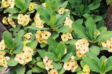 Euphorbia milli, a beautiful flower color blooming in the garden, and has a leaf as the backgroundの写真素材
