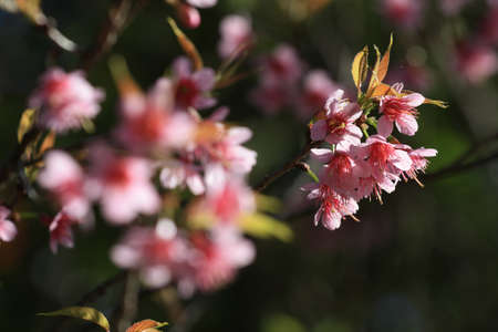 Flower, Thailandの写真素材