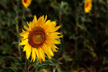 Sunflower, Thailandの写真素材